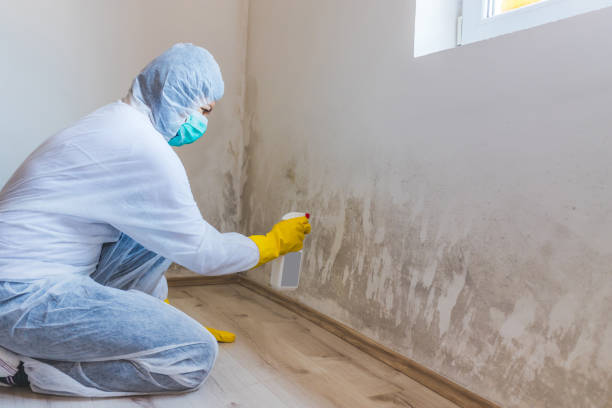 Licensed Basement Mold Removal service in Helmetta, NJ - WQB Mold Removal