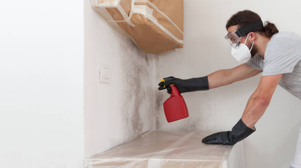 Professional Basement Mold Removal technician working in Helmetta, NJ