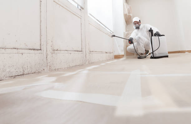 24/7 Emergency Basement Mold Removal experts in Helmetta, NJ