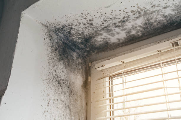 Affordable Basement Mold Removal solutions in Helmetta, NJ